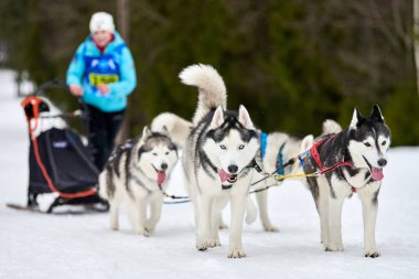 Husky kızak köpek yarışı. Kış köpeği kızak takımı yarışması. Sibirya köpekleri musher ile kızak çeker. Karlı ülkeyi baştan başa geçen yolda etkin çalışma