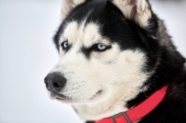 Husky kızak köpek suratı, kış geçmişi. Sibirya Husky köpeği, açık havada ağızlık portresi yapıyor. Yarıştan önce yürüyüş yapan güzel bir hayvan..