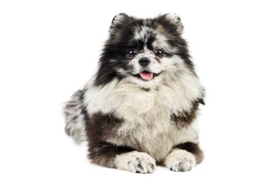 Merle Pomeranya köpek yavrusu Spitz, izole edilmiş. Şirin Pomeranya renginde, beyaz arkaplan. Aile dostu minik Spitz pon köpeği..