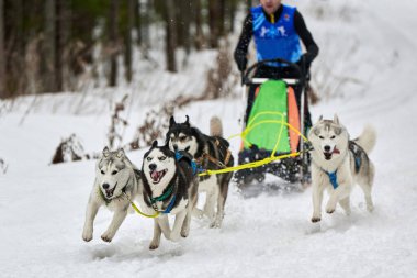 Husky kızak köpek yarışı. Kış köpeği kızak takımı yarışması. Sibirya köpekleri musher ile kızak çeker. Karlı ülkeyi baştan başa geçen yolda etkin çalışma