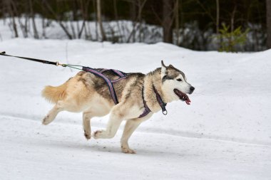 Kızaklı köpek yarışında Koşan Husky köpeği. Kış köpeği kızak takımı yarışması. Koşumlu Sibirya Husky köpeği kayakçı ya da musher kızağı. Karlı ülkeyi baştan başa geçen yolda etkin çalışma