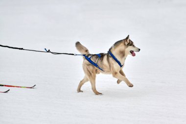 Kayak yapan köpek yarışı. Kış köpek sporları yarışması. Sibirya Husky köpeği kayakçıyı çekiyor. Karlı kros yolunda aktif kayak
