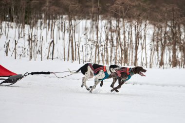 Kızak köpek yarışında koşan Pointer köpeği. Kış köpeği kızak takımı yarışması. Koşumlu İngiliz işaret köpeği kayakçı ya da musher ile kızak. Karlı ülkeyi baştan başa geçen yolda etkin çalışma