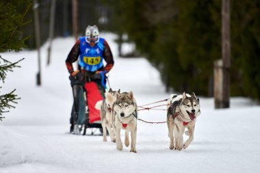 Husky kızak köpek yarışı. Kış köpeği kızak takımı yarışması. Sibirya köpekleri musher ile kızak çeker. Karlı ülkeyi baştan başa geçen yolda etkin çalışma