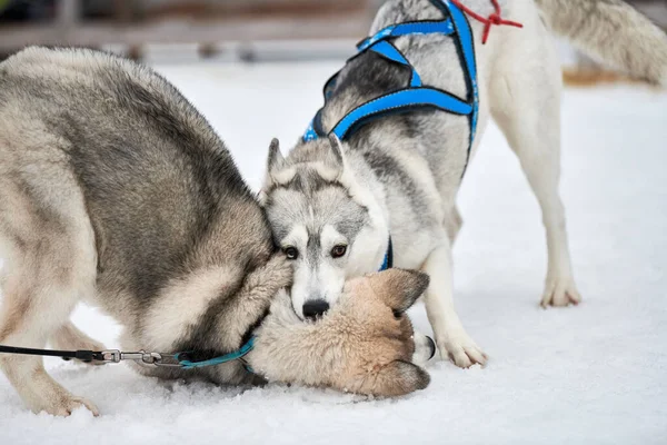 Husky Honden Spelen Sneeuw Grappige Siberische Husky Sledehonden Winterspelen Met — Stockfoto