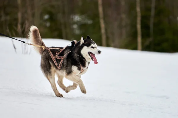 Husky Hond Rennen Sledehond Racen Wintersport Slee Team Competitie Siberische — Stockfoto