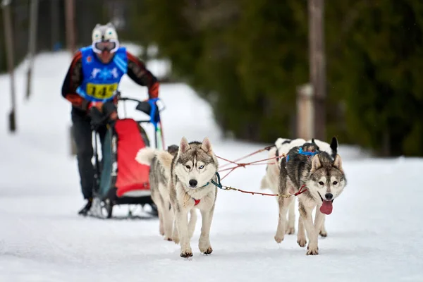 Husky Trenó Corridas Cães Inverno Cão Esporte Trenó Equipe Competição — Fotografia de Stock