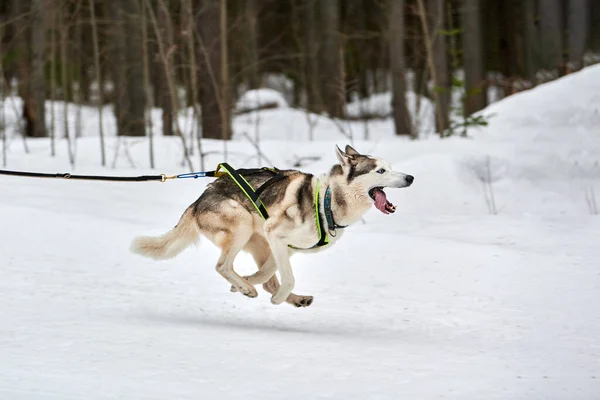 Husky Hond Rennen Sledehond Racen Wintersport Slee Team Competitie Siberische — Stockfoto
