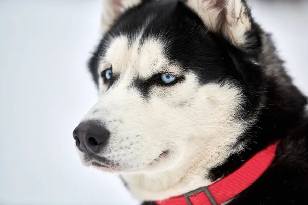 Cara Perro Husky Trineo Fondo Invierno Siberiano Husky Perro Raza —  Fotos de Stock