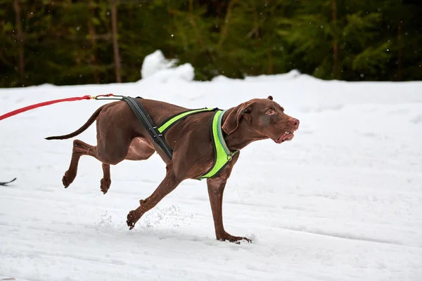 Running Pointer dog on sled dog racing. Winter dog sport sled team competition. English pointer dog in harness pull skier or sled with musher. Active running on snowy cross country track road