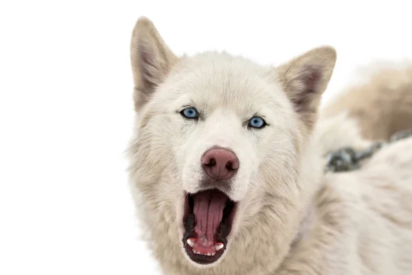 厚脸皮的雪橇狗脸 西伯利亚哈士奇犬繁殖白色背景 口罩肖像 用于设计或广告的孤立有趣的宠物 — 图库照片