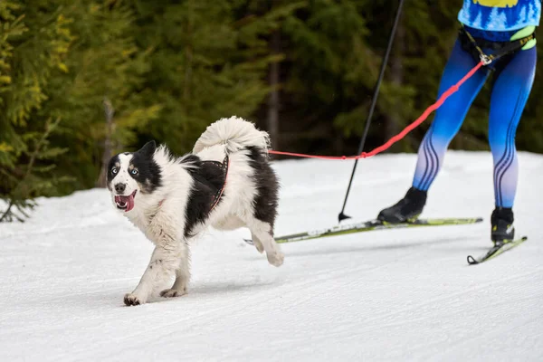 Skijoring Corridas Cães Competição Desportiva Cães Inverno Siberian Husky Dog — Fotografia de Stock