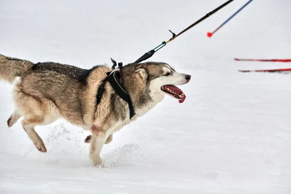 犬ぞりのレースだ 冬の犬スポーツ大会 シベリアのハスキー犬はスキーヤーを引っ張ります スノークロスカントリートラックロードでのアクティブなスキー — ストック写真
