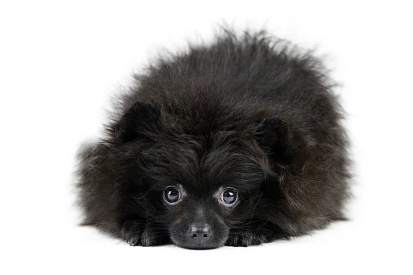 Black Pomeranian Puppy Spitz Isolato Carino Pomerania Sfondo Bianco Famiglia — Foto Stock