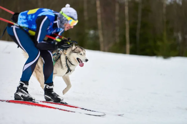 Skijoring Hundkapplöpning Vinter Hund Sport Tävling Sibiriens Huskyhund Drar Skidåkare — Stockfoto
