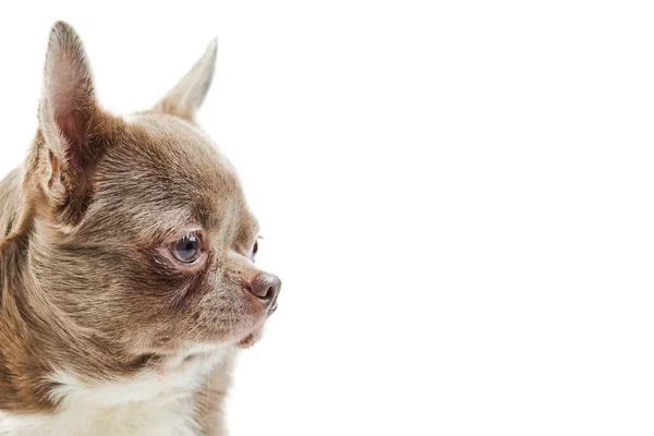 Cão Chihuahua Adulto Isolado Cãozinho Bonito Fundo Branco Cachorro Abrigo — Fotografia de Stock