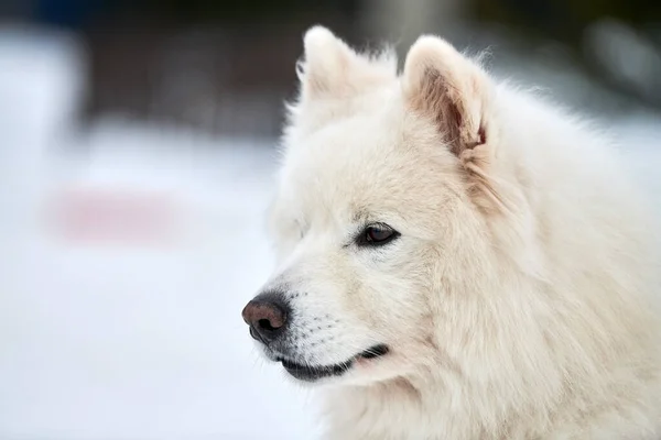 Обличчя Собачої Білизни Зимовий Фон Сибірські Хаскі Собаки Виводять Вулиці — стокове фото
