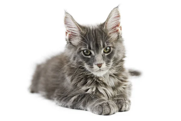 Maine Coon Kitten Isolado Gato Maine Casulo Bonito Fundo Branco — Fotografia de Stock