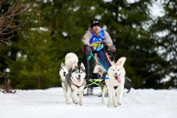 Husky Sledehond Racen Wintersport Slee Team Competitie Siberische Husky Honden — Stockfoto