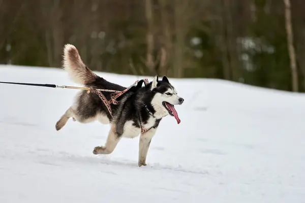 Running Husky dog on sled dog racing. Winter dog sport sled team competition. Siberian husky dog in harness pull skier or sled with musher. Active running on snowy cross country track road