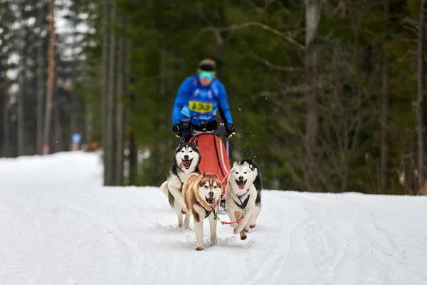 Husky sled dog racing. Winter dog sport sled team competition. Siberian husky dogs pull sled with musher. Active running on snowy cross country track road