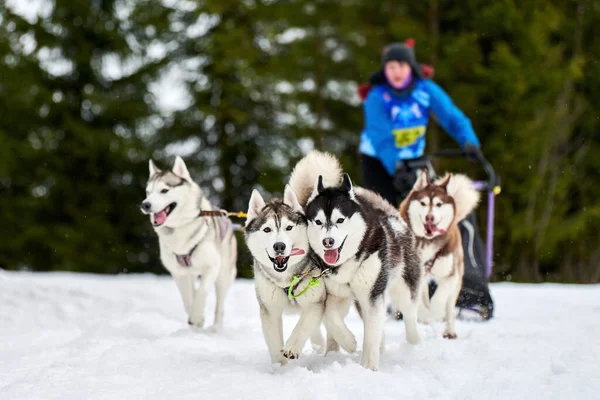 Husky sled dog racing. Winter dog sport sled team competition. Siberian husky dogs pull sled with musher. Active running on snowy cross country track road