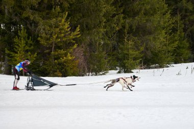 Husky kızak köpek yarışı. Kış köpeği kızak takımı yarışması. Sibirya köpekleri musher ile kızak çeker. Karlı ülkeyi baştan başa geçen yolda etkin çalışma