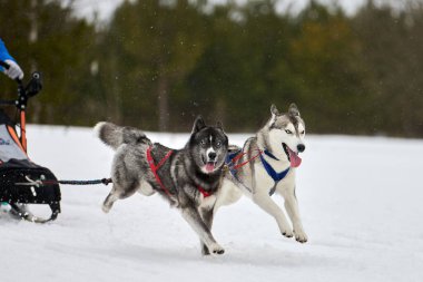 Kızaklı köpek yarışında Koşan Husky köpeği. Kış köpeği kızak takımı yarışması. Koşumlu Sibirya Husky köpeği kayakçı ya da musher kızağı. Karlı ülkeyi baştan başa geçen yolda etkin çalışma
