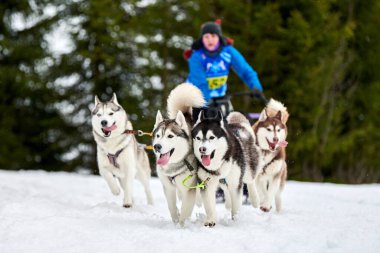 Husky kızak köpek yarışı. Kış köpeği kızak takımı yarışması. Sibirya köpekleri musher ile kızak çeker. Karlı ülkeyi baştan başa geçen yolda etkin çalışma