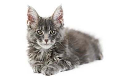 Maine Rakun Yavrusu, izole edilmiş. Beyaz arka planda şirin bir rakun kedi. Küçük komik safkan kedi, gri renk. Stüdyo çekimi, tasarım ya da reklam için uygun..