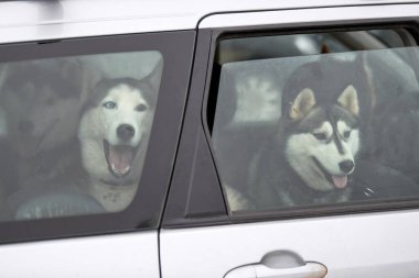 Arabada Husky kızak köpeği, gezgin hayvan. Köpek arabanın içinde kilitli, arabanın camından dışarı bakıyor ve yürümeyi bekliyor. Komik köpek gezisi konsepti. Hayvan taşımacılığı.