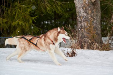 Kızaklı köpek yarışında Koşan Husky köpeği. Kış köpeği kızak takımı yarışması. Koşumlu Sibirya Husky köpeği kayakçı ya da musher kızağı. Karlı ülkeyi baştan başa geçen yolda etkin çalışma