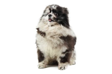 Merle Pomeranya köpek yavrusu Spitz, izole edilmiş. Şirin Pomeranya renginde, beyaz arkaplan. Aile dostu minik Spitz pon köpeği..