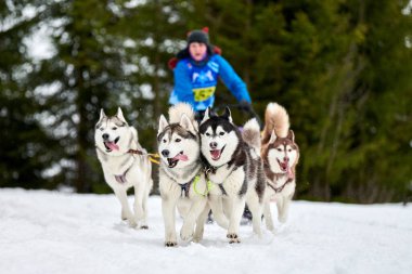 Husky kızak köpek yarışı. Kış köpeği kızak takımı yarışması. Sibirya köpekleri musher ile kızak çeker. Karlı ülkeyi baştan başa geçen yolda etkin çalışma