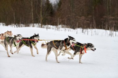 Kızaklı köpek yarışında Koşan Husky köpeği. Kış köpeği kızak takımı yarışması. Koşumlu Sibirya Husky köpeği kayakçı ya da musher kızağı. Karlı ülkeyi baştan başa geçen yolda etkin çalışma