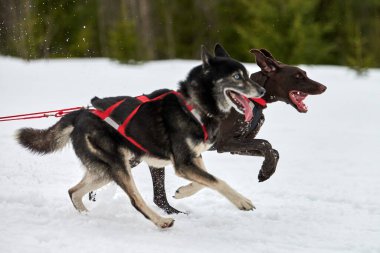 Kızak yarışında Koşan Husky ve Pointer köpeği. Kış köpeği kızak takımı yarışması. Sibirya Husky 'si ve koşumlu İngiliz işaret köpeği kayakçı ya da musher ile kızak. Pistte etkin çalışma