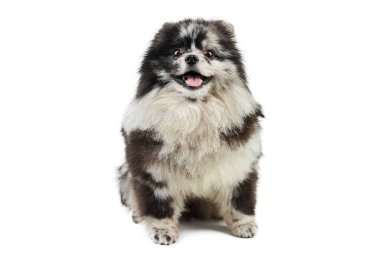 Merle Pomeranya köpek yavrusu Spitz, izole edilmiş. Şirin Pomeranya renginde, beyaz arkaplan. Aile dostu minik Spitz pon köpeği..
