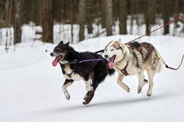 Kızaklı köpek yarışında Koşan Husky köpeği. Kış köpeği kızak takımı yarışması. Koşumlu Sibirya Husky köpeği kayakçı ya da musher kızağı. Karlı ülkeyi baştan başa geçen yolda etkin çalışma