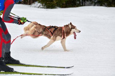 Kayak yapan köpek yarışı. Kış köpek sporları yarışması. Sibirya Husky köpeği kayakçıyı çekiyor. Karlı kros yolunda aktif kayak