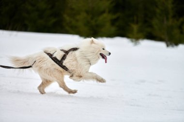 Samoyed köpeğini kızakla yarıştırmak. Kış köpeği kızak takımı yarışması. Koşumlu Samoyed köpek kayakçı ya da musher ile kızak. Karlı ülkeyi baştan başa geçen yolda etkin çalışma