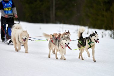 Kızaklı köpek yarışında Koşan Husky köpeği. Kış köpeği kızak takımı yarışması. Koşumlu Sibirya Husky köpeği kayakçı ya da musher kızağı. Karlı ülkeyi baştan başa geçen yolda etkin çalışma