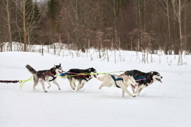 Kızaklı köpek yarışında Koşan Husky köpeği. Kış köpeği kızak takımı yarışması. Koşumlu Sibirya Husky köpeği kayakçı ya da musher kızağı. Karlı ülkeyi baştan başa geçen yolda etkin çalışma