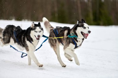 Kızaklı köpek yarışında Koşan Husky köpeği. Kış köpeği kızak takımı yarışması. Koşumlu Sibirya Husky köpeği kayakçı ya da musher kızağı. Karlı ülkeyi baştan başa geçen yolda etkin çalışma