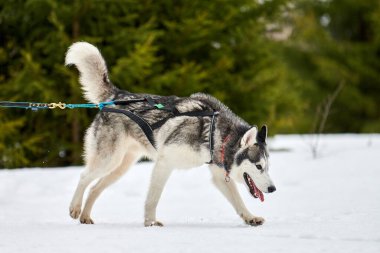 Kızaklı köpek yarışında Koşan Husky köpeği. Kış köpeği kızak takımı yarışması. Koşumlu Sibirya Husky köpeği kayakçı ya da musher kızağı. Karlı ülkeyi baştan başa geçen yolda etkin çalışma