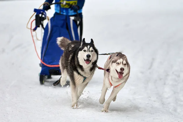 Husky Trenó Corridas Cães Inverno Cão Esporte Trenó Equipe Competição — Fotografia de Stock