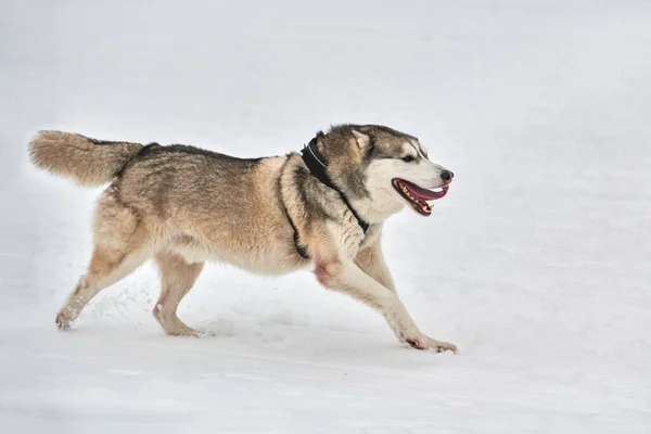 Running Husky dog on sled dog racing. Winter dog sport sled team competition. Siberian husky dog in harness pull skier or sled with musher. Active running on snowy cross country track road