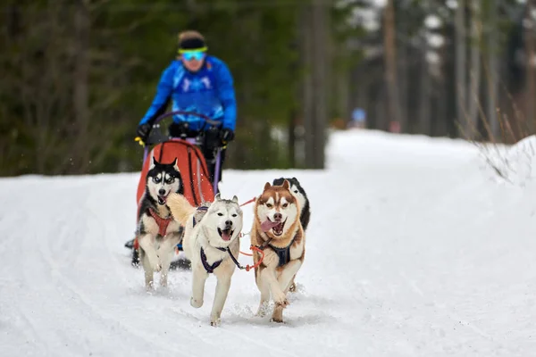 Husky sled dog racing. Winter dog sport sled team competition. Siberian husky dogs pull sled with musher. Active running on snowy cross country track road