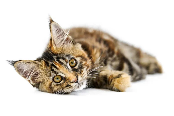 Tortue Enfer Chaton Coon Maine Isole Mignon Chat Maine Coon Image Libre De Droit Par Travelarium C Tortue Enfer Chaton Coon Maine Isole Mignon Chat Maine Coon Image Libre De Droit Par Travelarium C