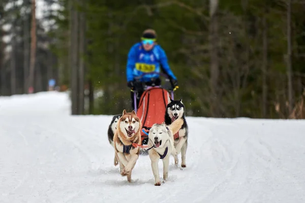 Husky Sledehond Racen Wintersport Slee Team Competitie Siberische Husky Honden — Stockfoto