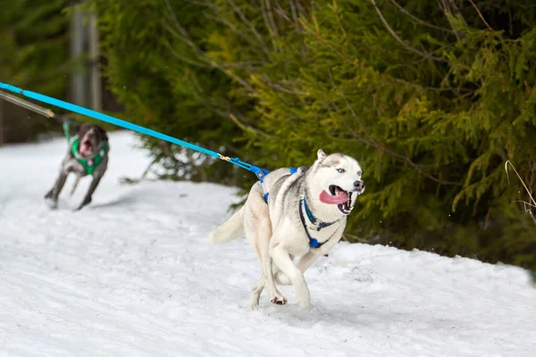 Running Husky dog on sled dog racing. Winter dog sport sled team competition. Siberian husky dog in harness pull skier or sled with musher. Active running on snowy cross country track road